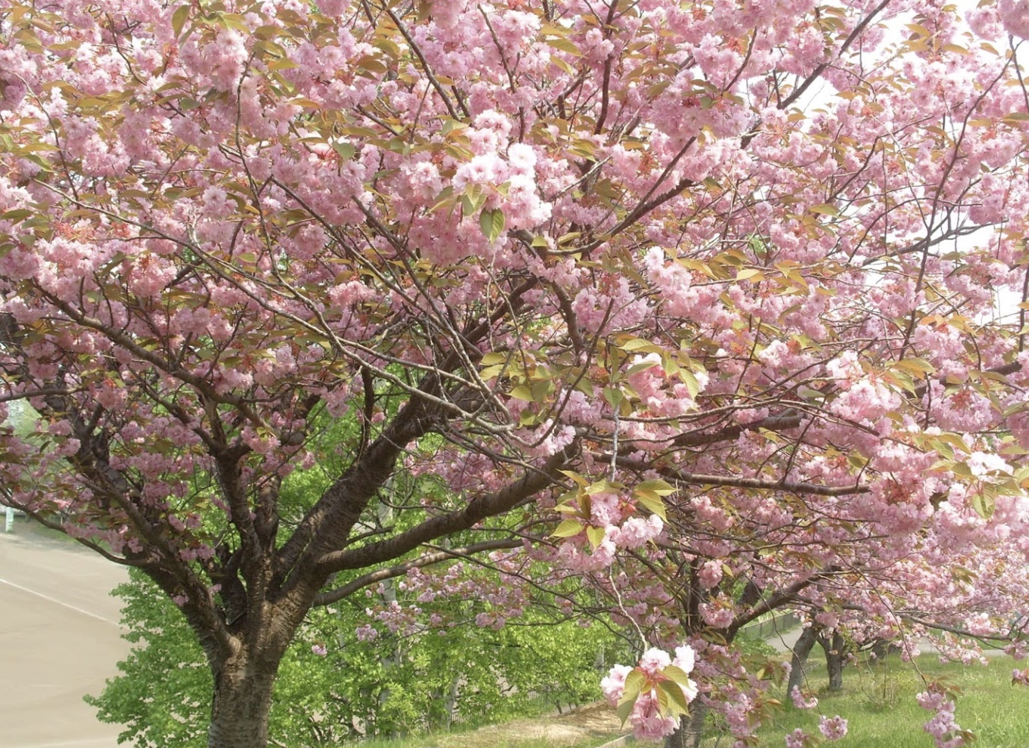 小樽公園の桜
