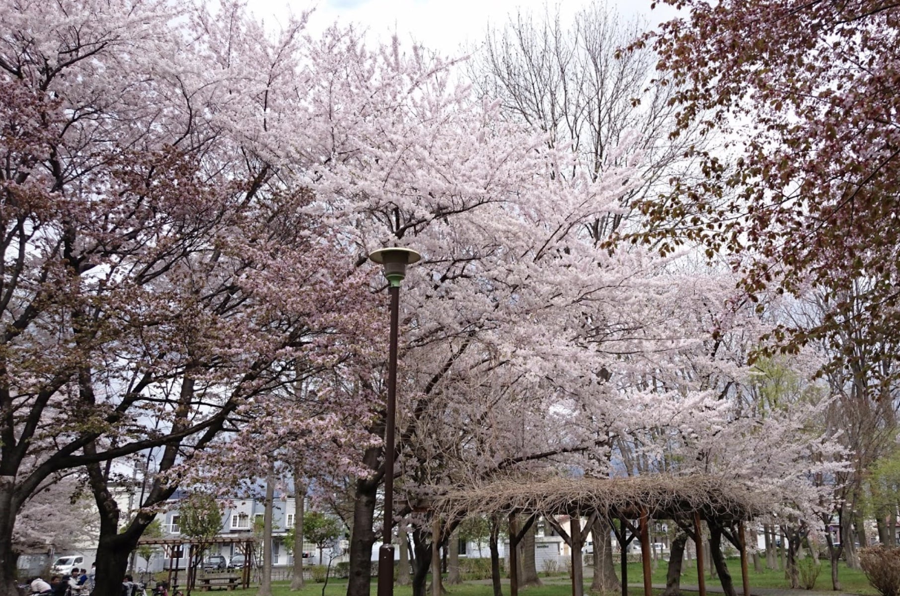白石公園の桜