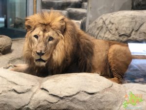 円山動物園のライオン