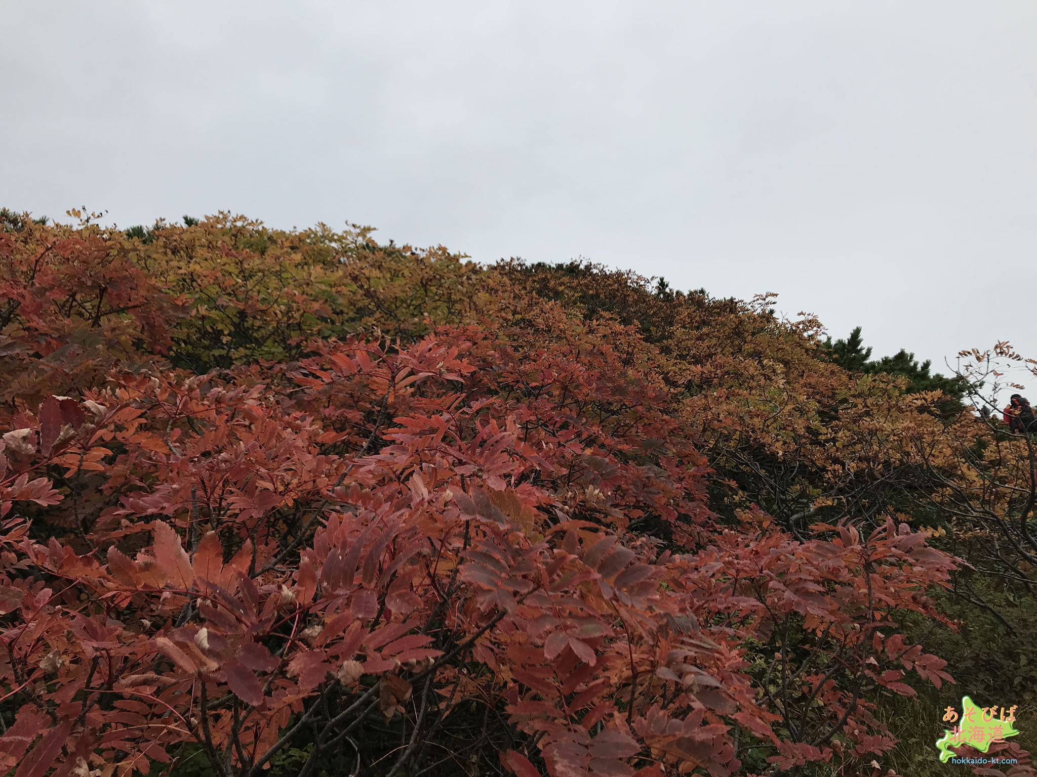 北海道の紅葉