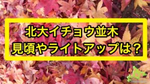 北大イチョウ並木の見頃やライトアップは？