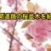 二十間道路桜並木を紹介