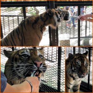ノースサファリサッポロのトラの餌やり体験