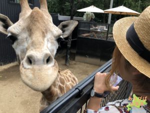 ノースサファリサッポロのキリン