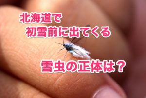 雪虫とは？