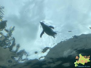 旭山動物園のペンギン