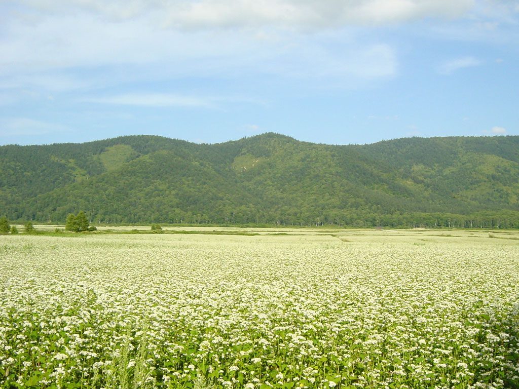 horokanaisobabatake