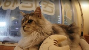 きたねこ家