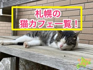 札幌の猫カフェ一覧