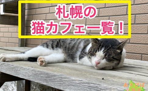 札幌の猫カフェ一覧