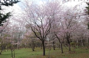 長橋なえぼ公園の桜