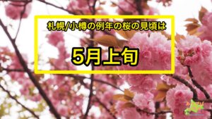 札幌、小樽の例年の桜の見頃は5月上旬