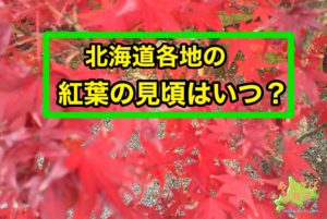 北海道の紅葉の時期・見頃はいつ？