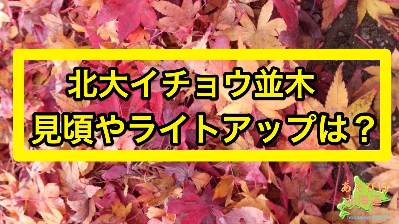 北大イチョウ並木の見頃やライトアップはいつ アクセス方法や駐車場は あそびば北海道