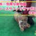 日本一危険な動物園ノースサファリサッポロを紹介